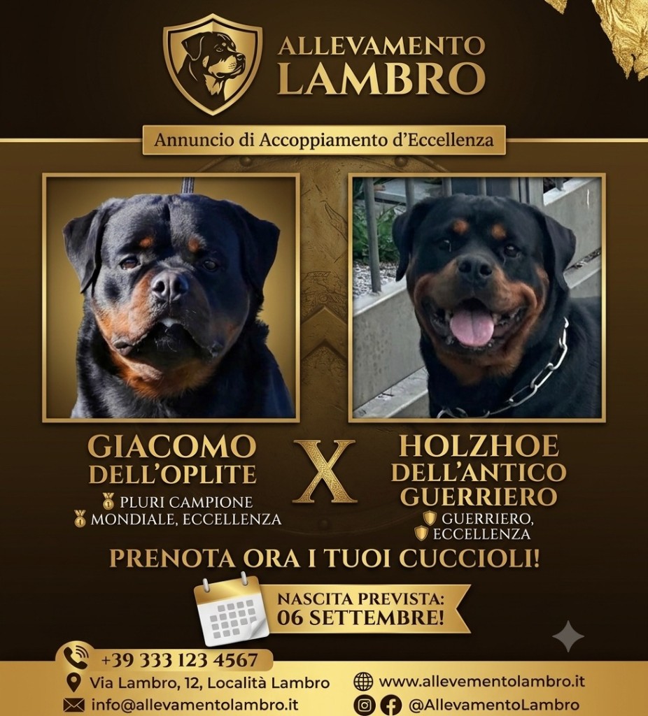 Allevamento Lambro — Giacomo dell'oplite × Holzhoe dell'antico guerriero. Nascita prevista 06 settembre. Prenota ora i tuoi cuccioli.