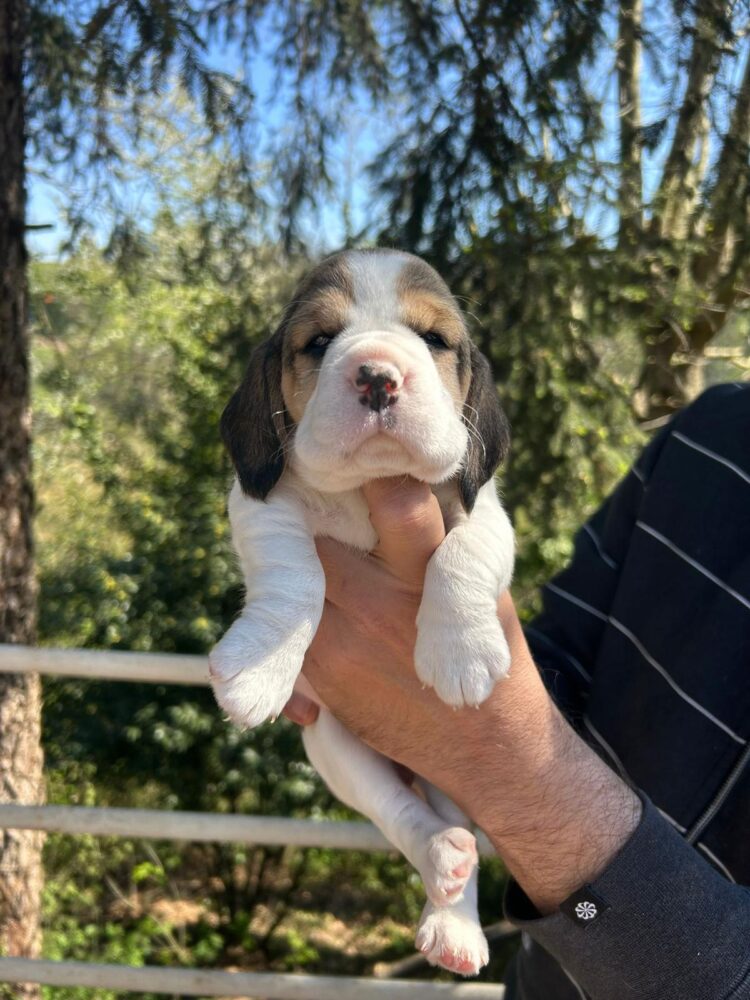 Cucciolo Rottweiler