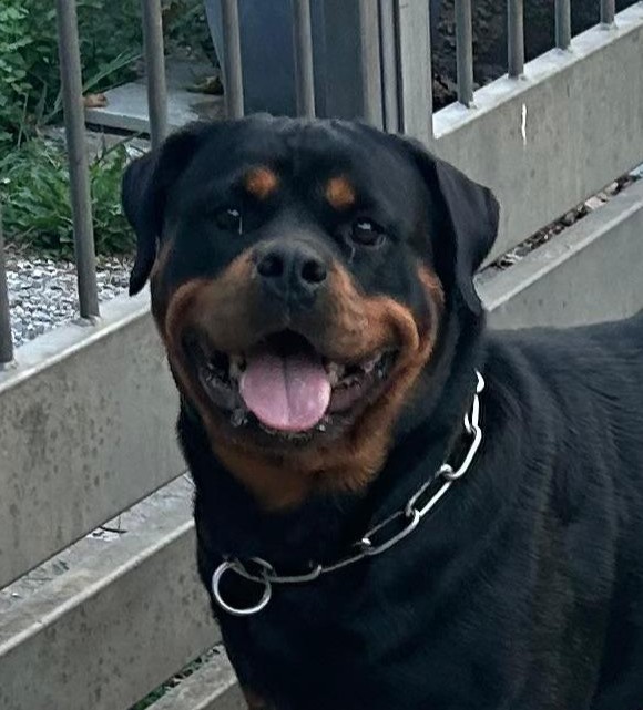 Cucciolata Rottweiler Settembre 2026