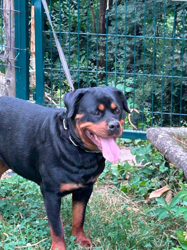 Holzhoe dell'antico guerriero